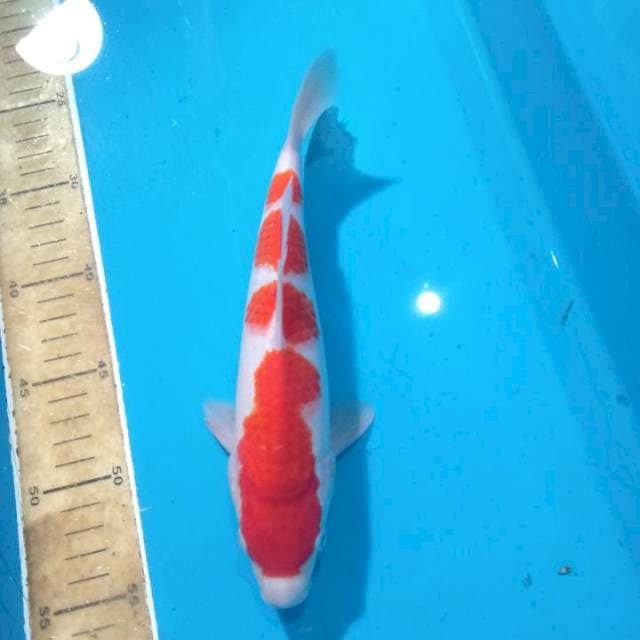 Kohaku