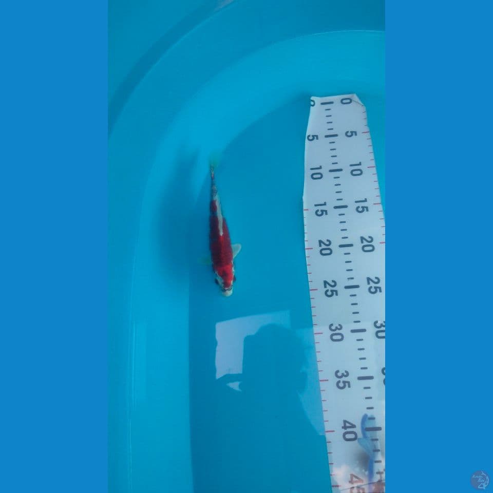 Super Red Kujaku Asli Merah Male 19cm™