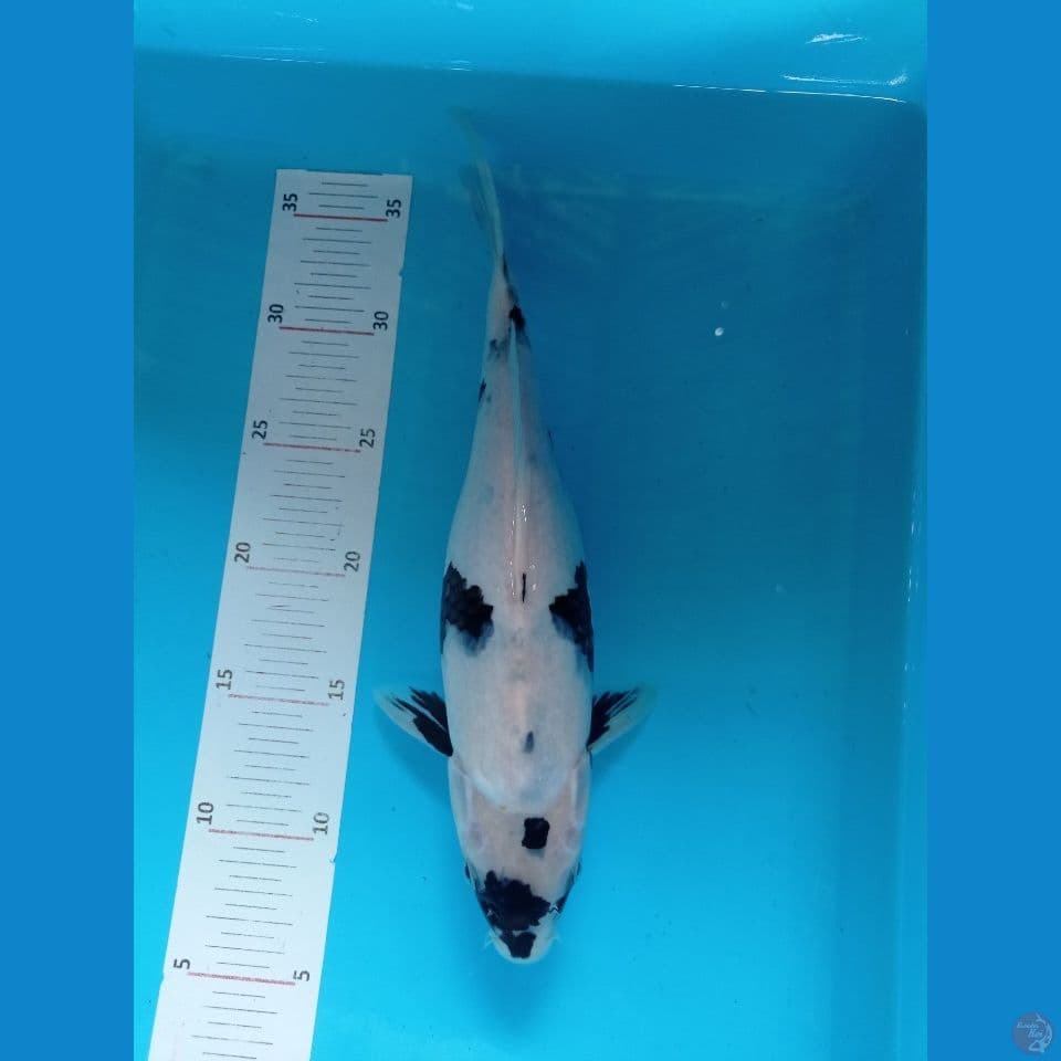 Shiro 31 cm