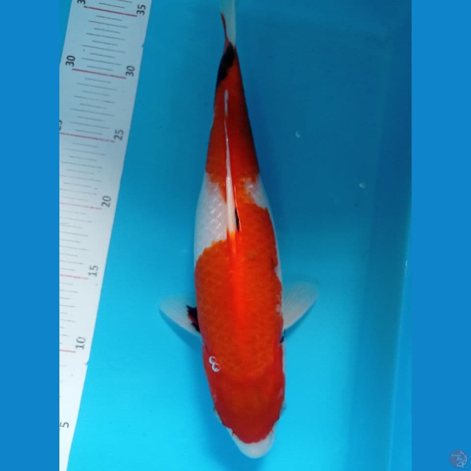 Showa 33 cm