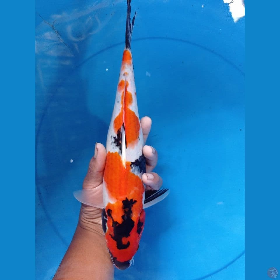 Showa 34 cm