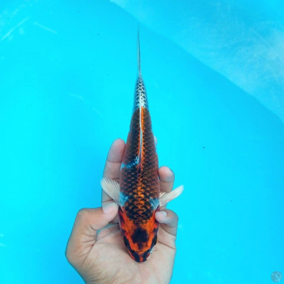 BENI GINGGA 23CM