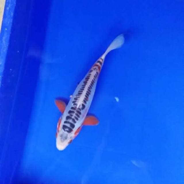 shusui 17cm