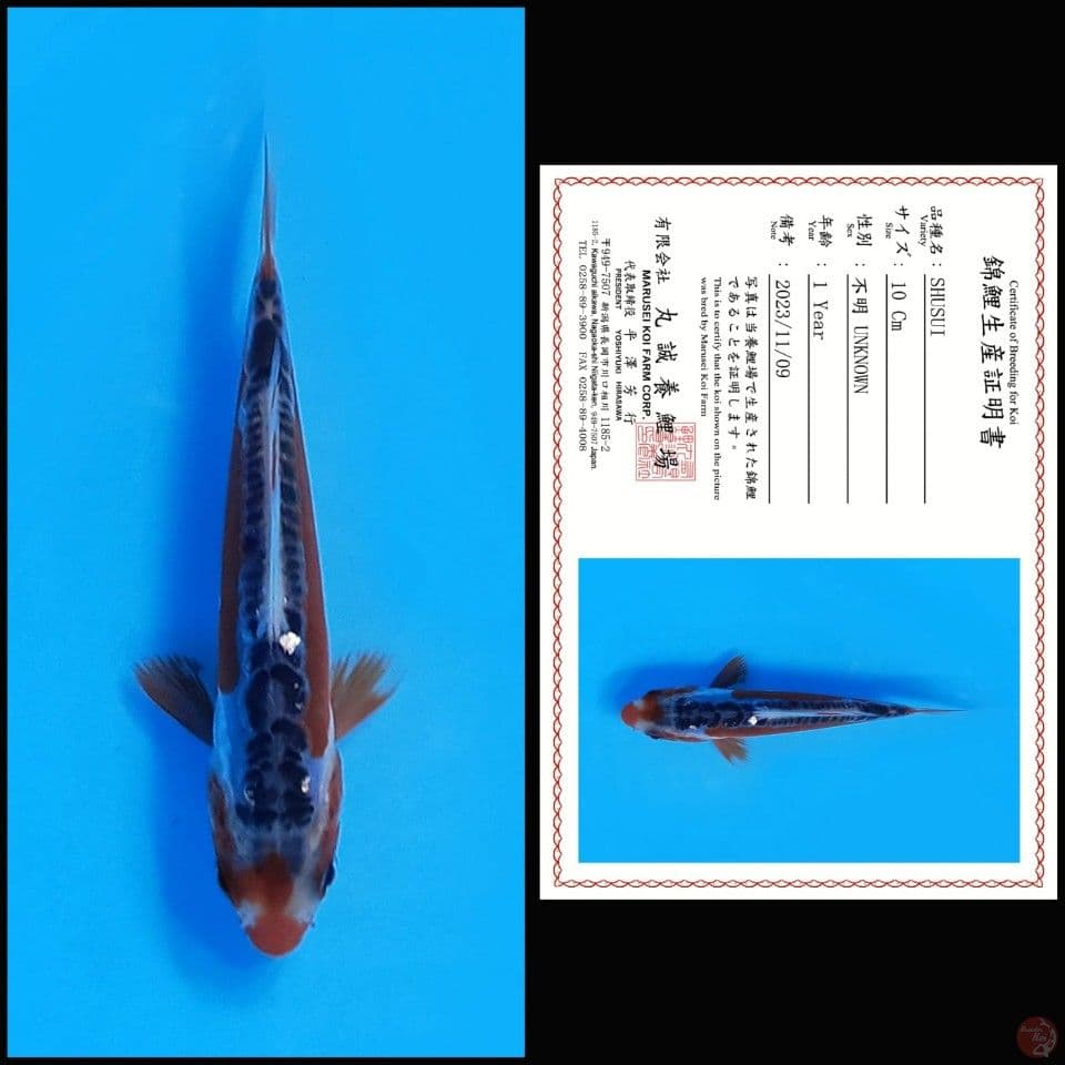 SHUSUI MARUSEI, 10CM