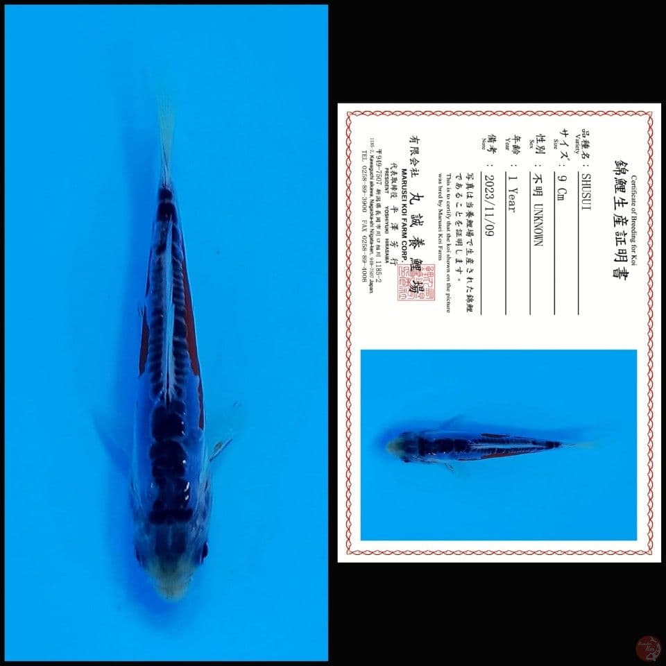 SHUSUI MARUSEI, 9CM