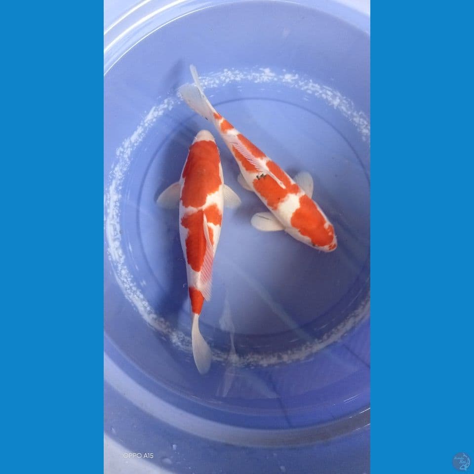 sk kohaku