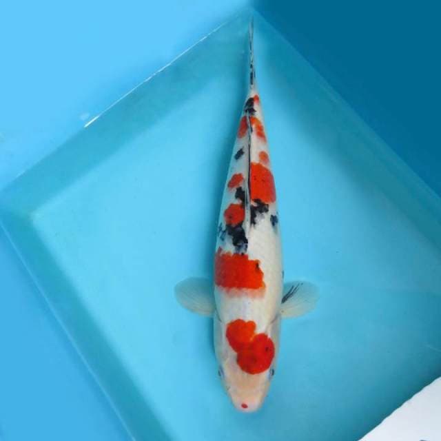 3. DAMARKOI ( SANKE TSUBOSUMI )