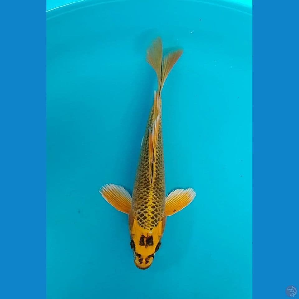 kin matshuba size : 29 cm