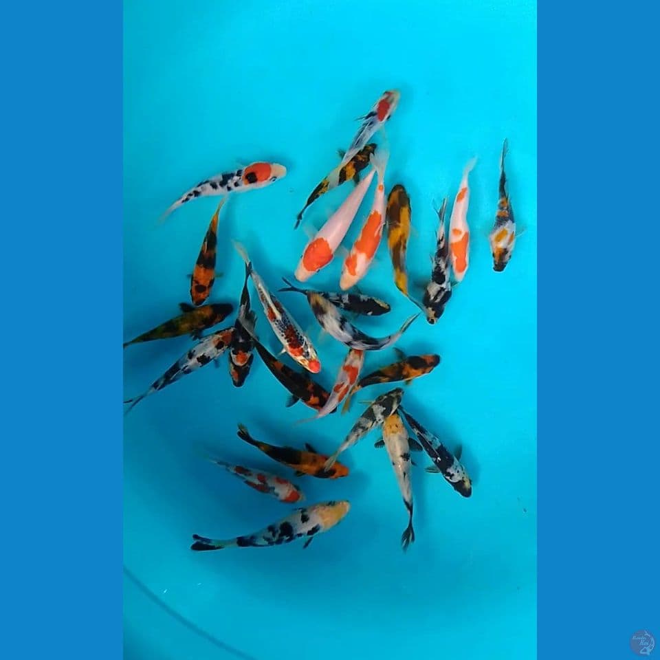 25 ekor mix size : 10 13 cm