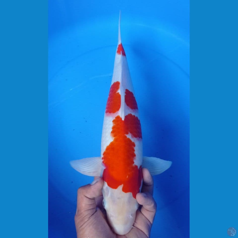 kohaku 43