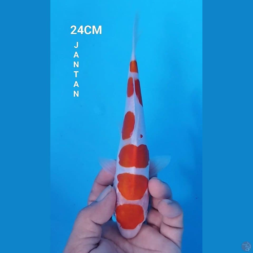 MARUTEN KOHAKU DOITSU 24CM JANTAN