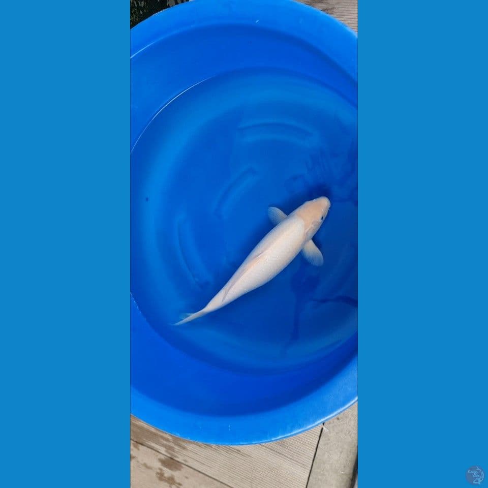 Shiromuji 50cm Import