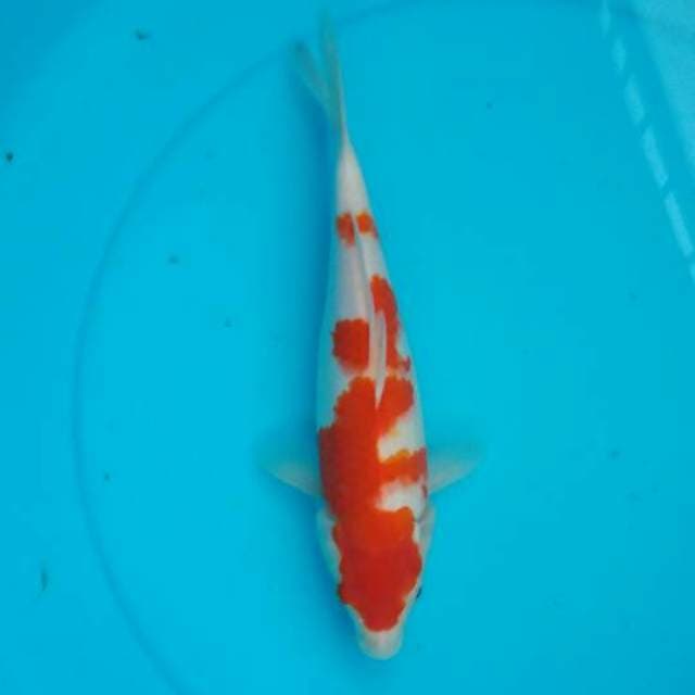 Kohaku