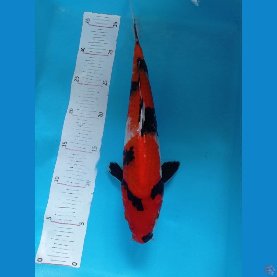 Showa 34 cm male
