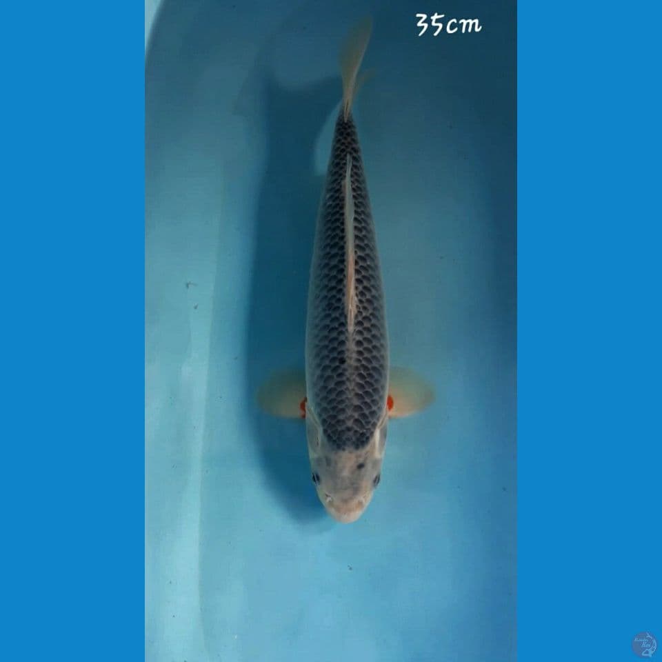 Asagi 35cm