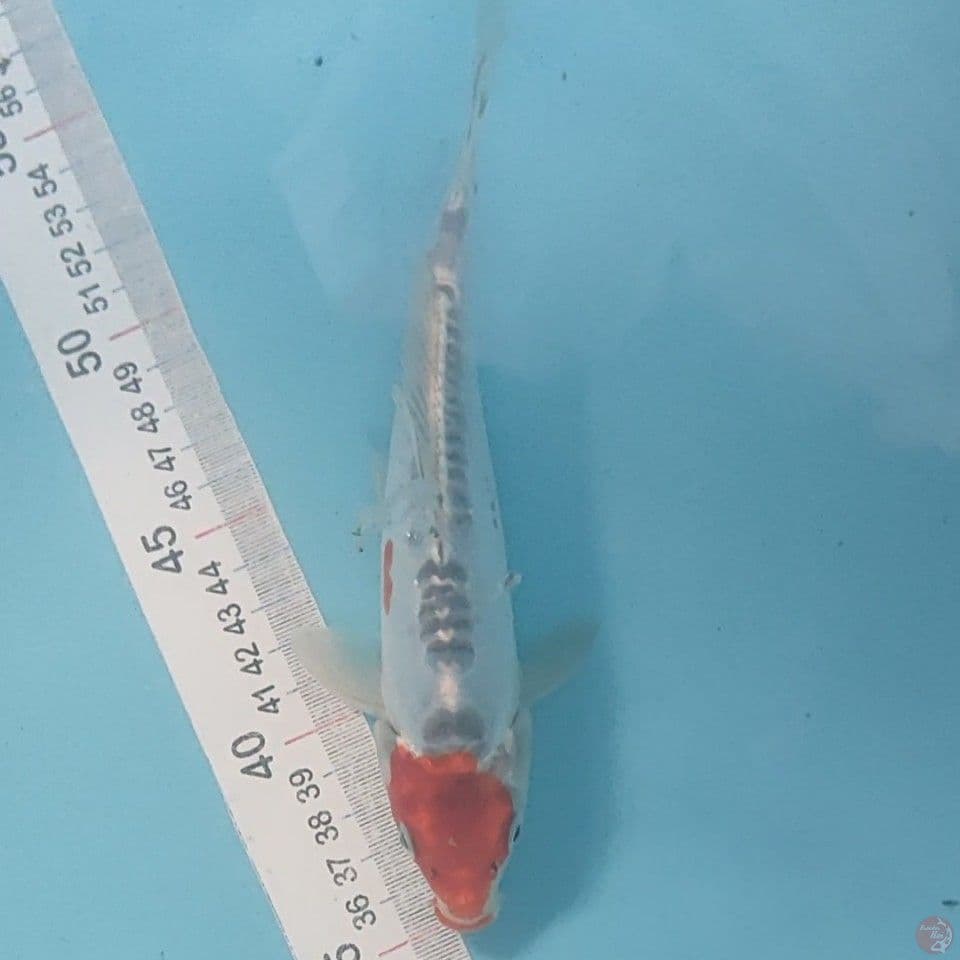tancho kiko 19cm