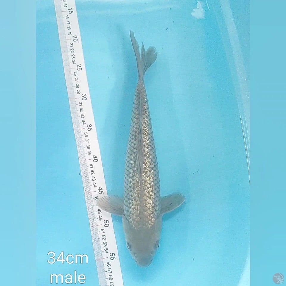 Soragoi Ginrin 34cm male