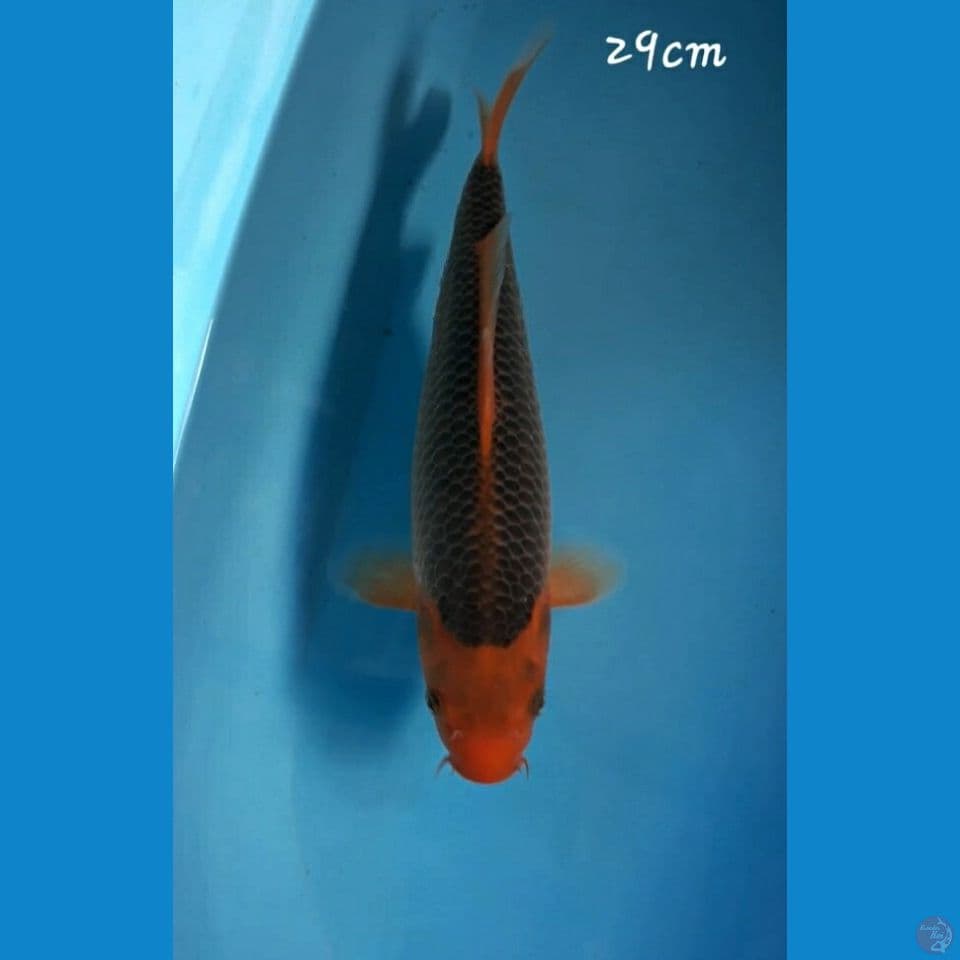 Aka Matsuba 29cm