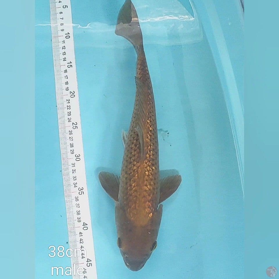 38cm ginrin male