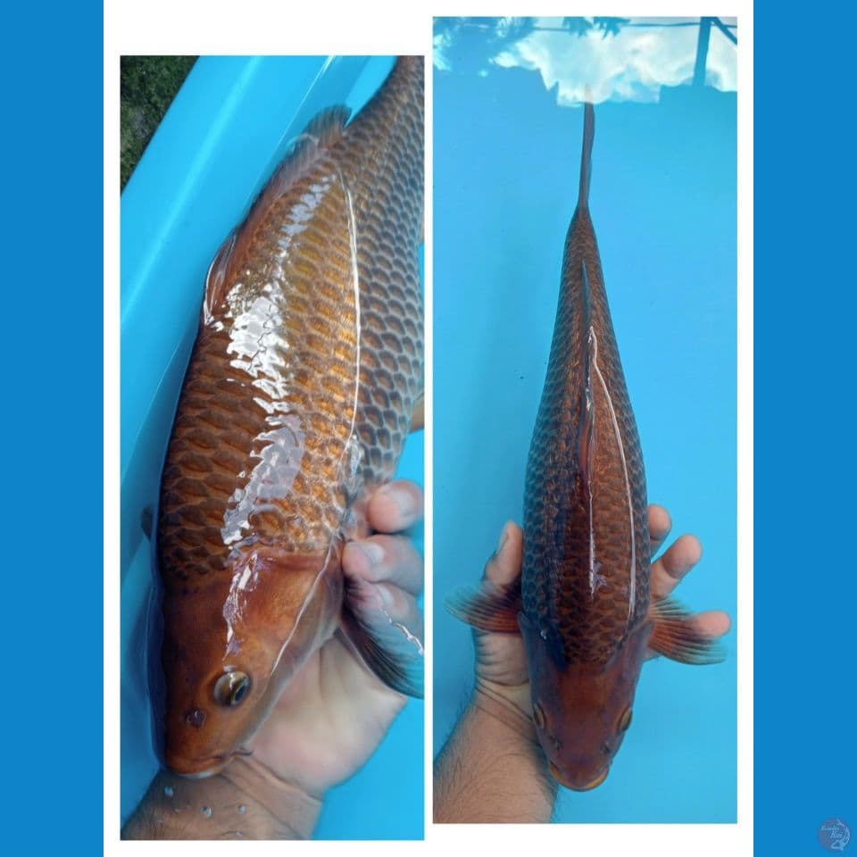 penikmat proses B