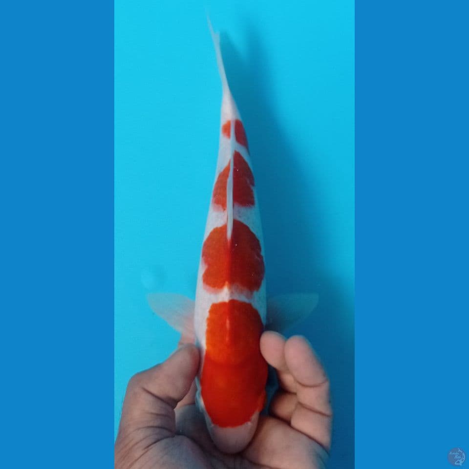 kohaku 27