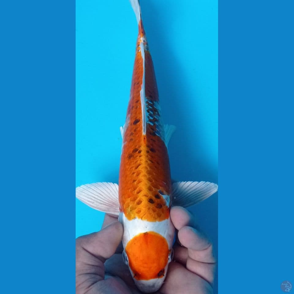 MARUTEN 32