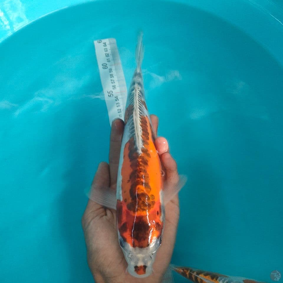 kin kiko 32cm female
