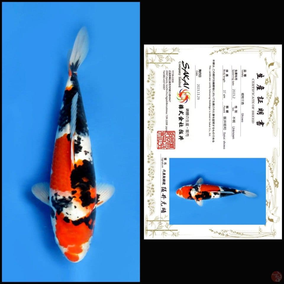 SHOWA SAKAI, 37CM
