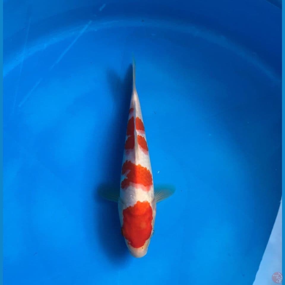 kohaku 25cm