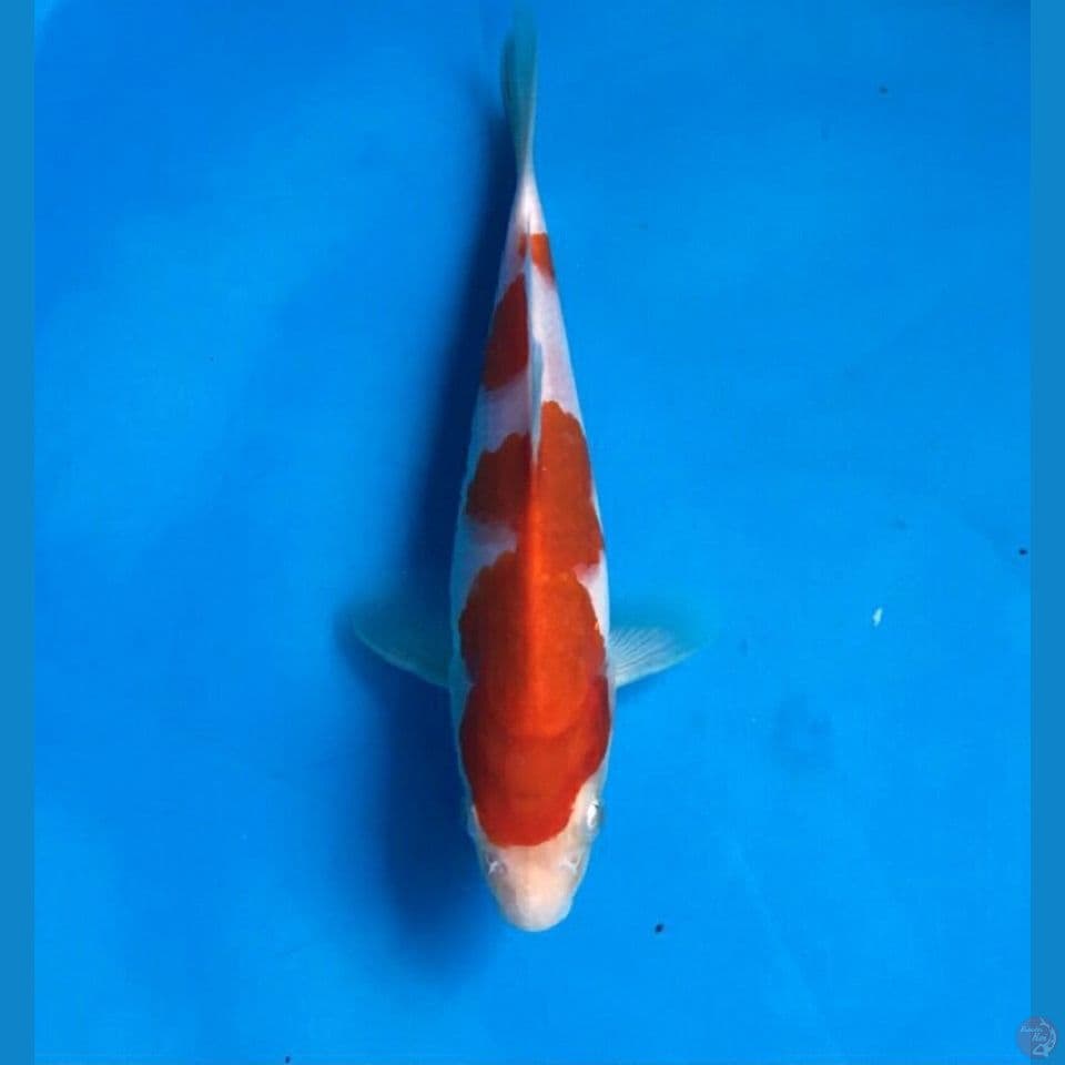 kohaku 20cm