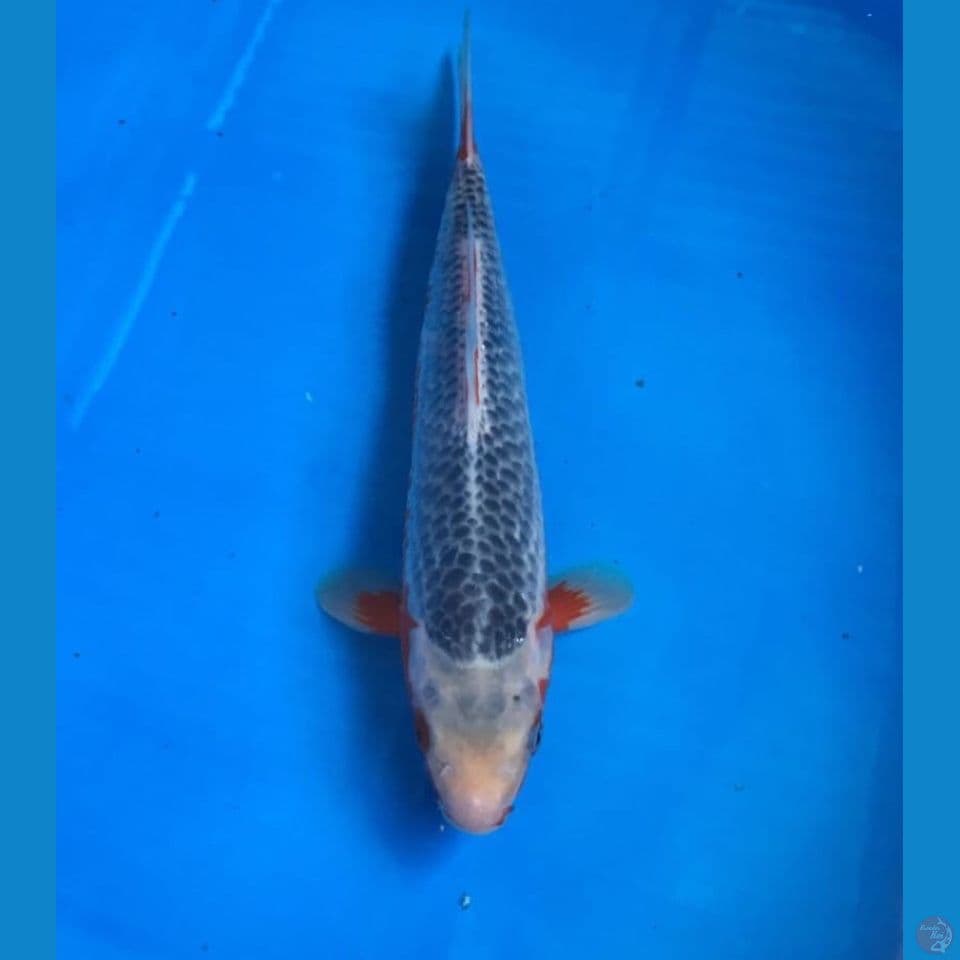 asagi 22cm