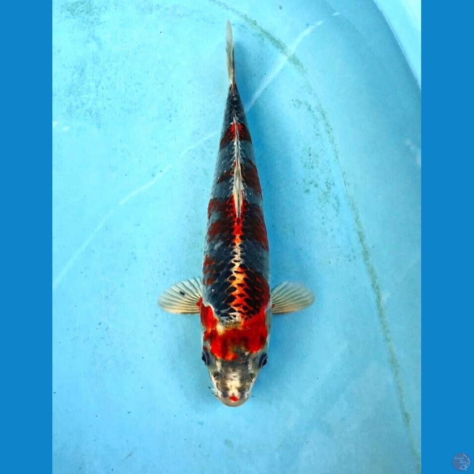 beni gingga 28cm