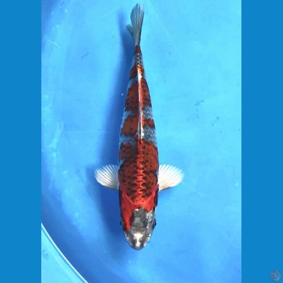 beni gingga 25cm