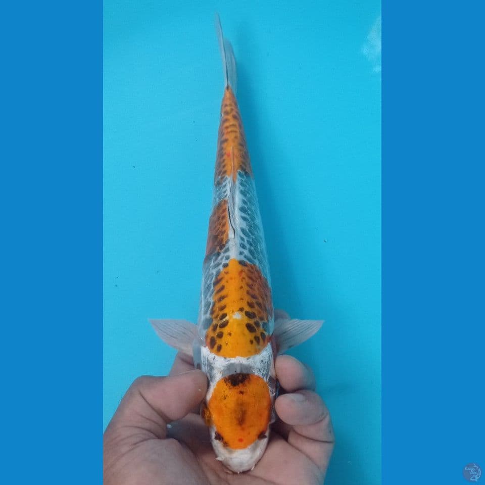 maruten 30