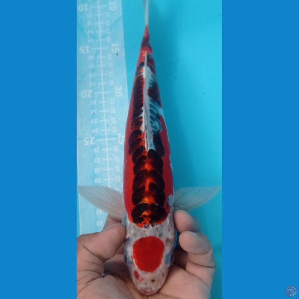 KUJAKU MERAH 30