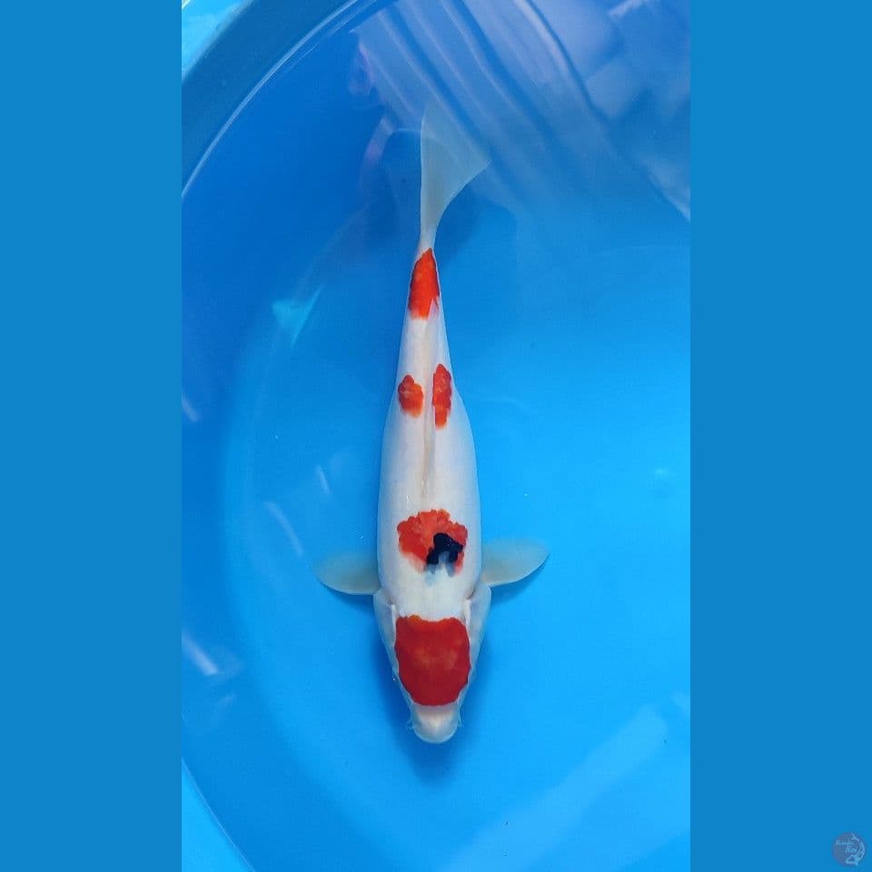 Good shanke F 34cm