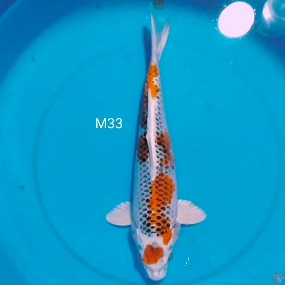 Sq kujaku male 33cm