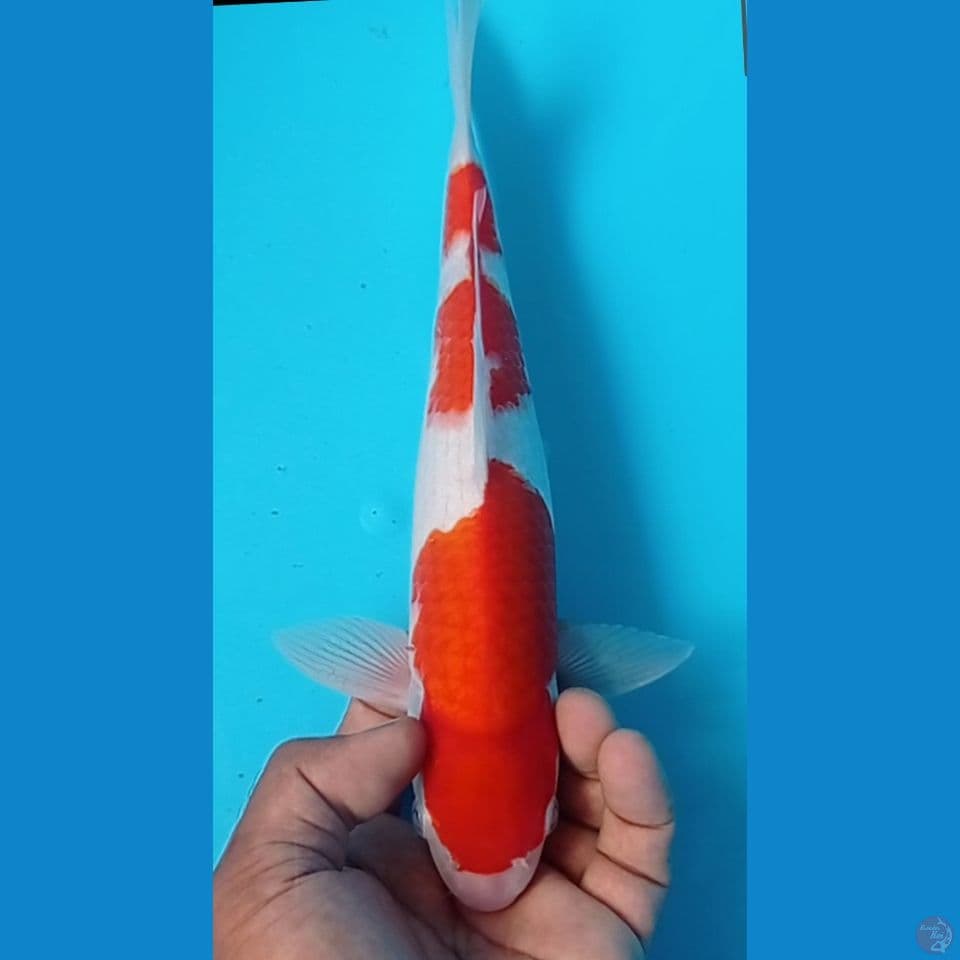 kohaku 31