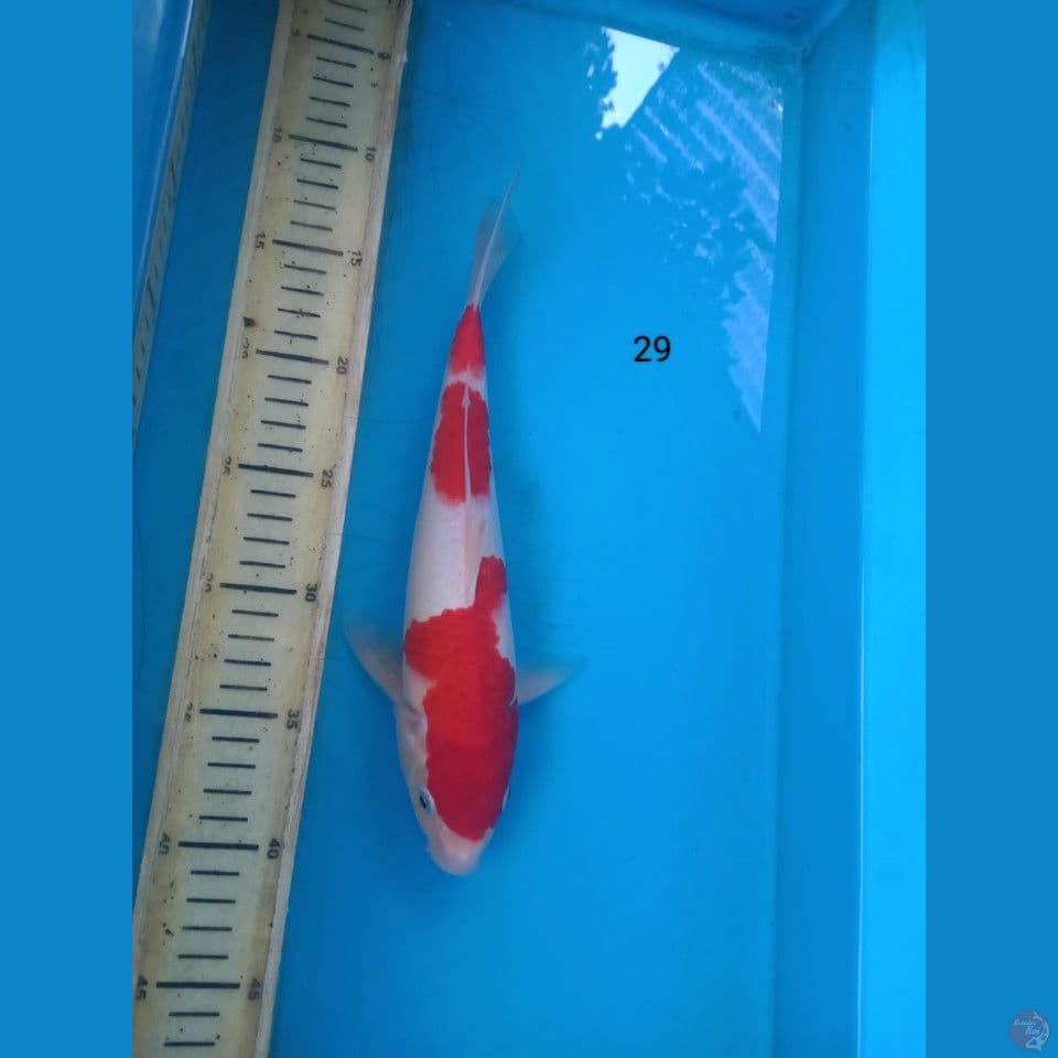 kohaku 29cm