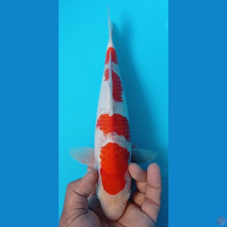 KOHAKU 32