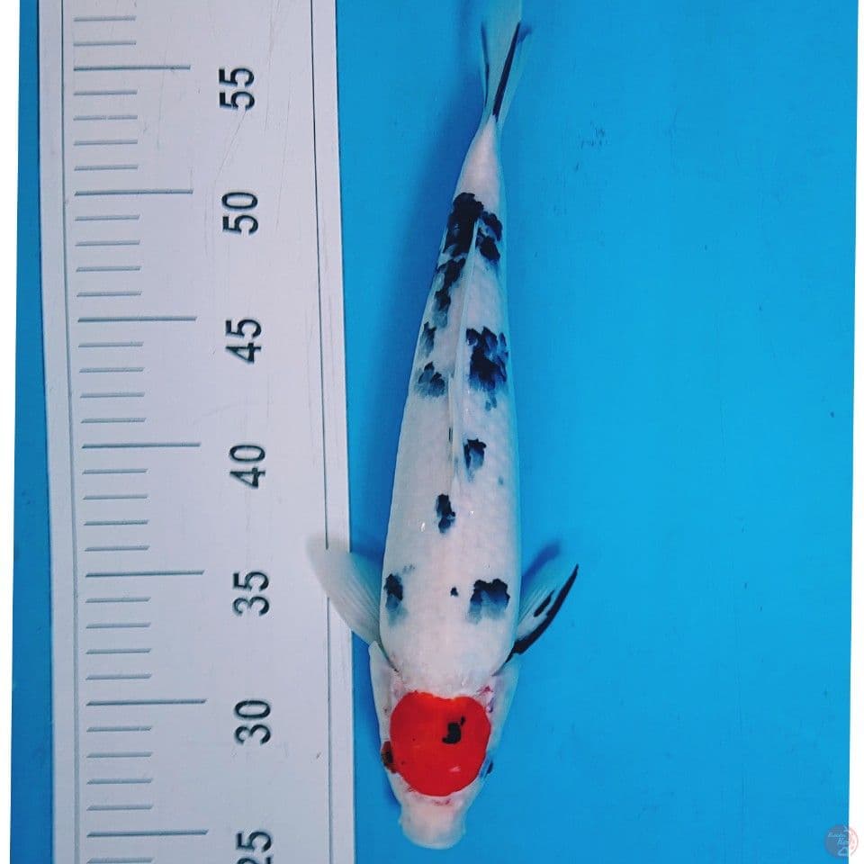 TANCHO 32 CM