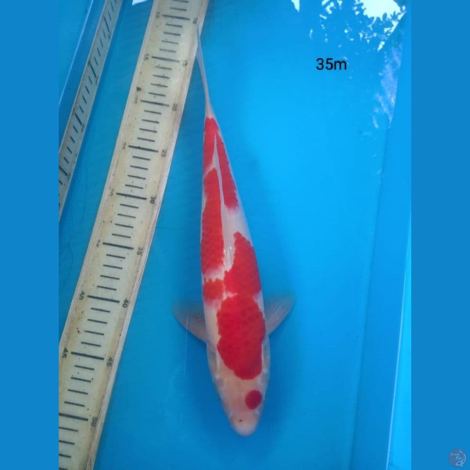 kohaku 35cm m