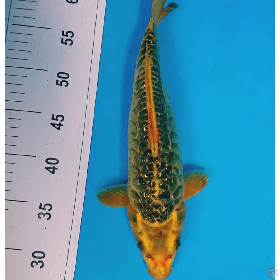 UNIQE GINRIN 33 CM