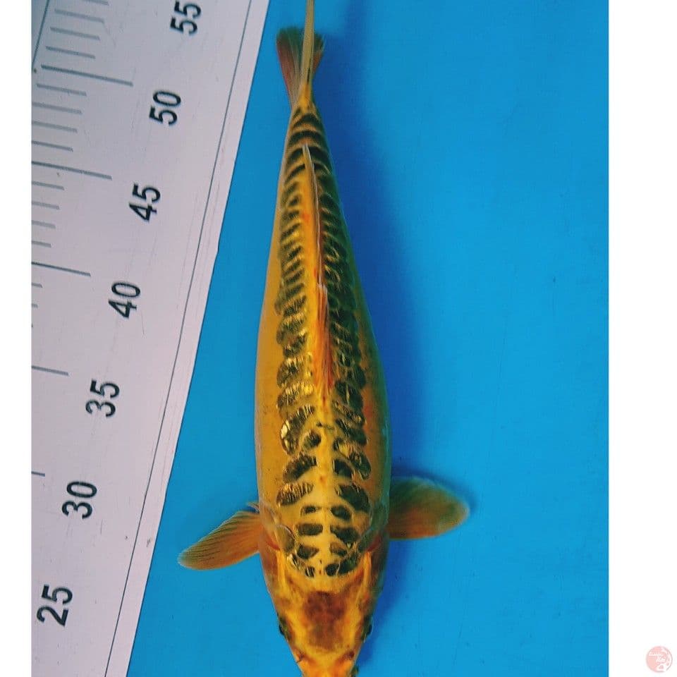 UNIQE GINRIN 34 CM