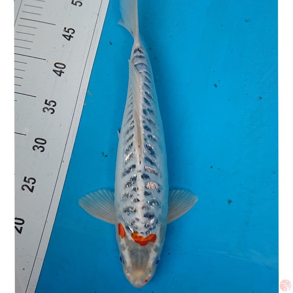 UNIQE 36 CM
