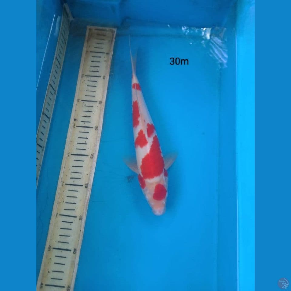 kohaku 30cm m