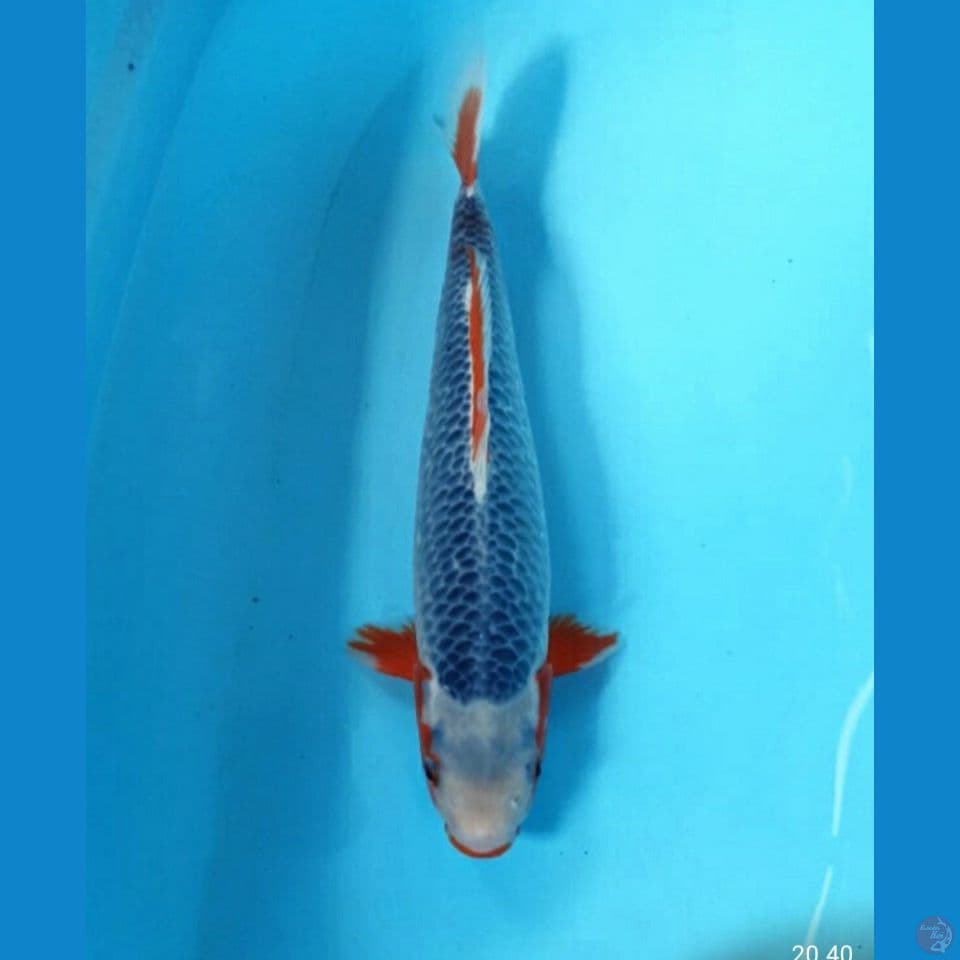 Asagi male 33cm