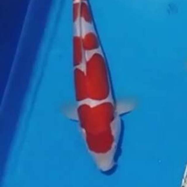 Kohaku.doitsu.size.27cm