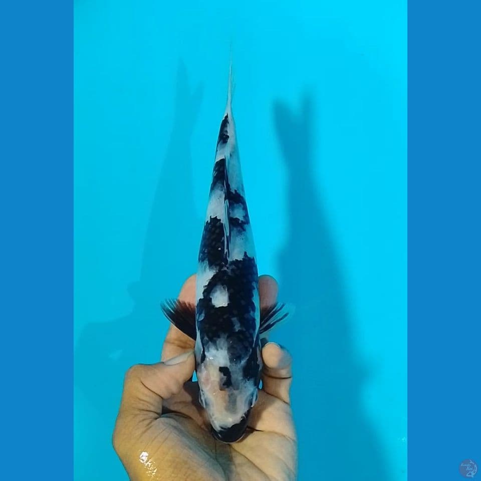 shiro size : 23 cm