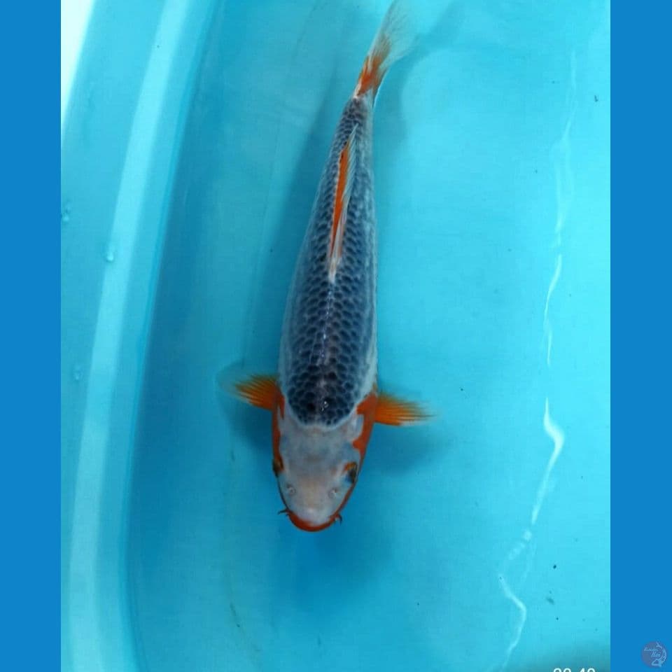 Asagi 36cm